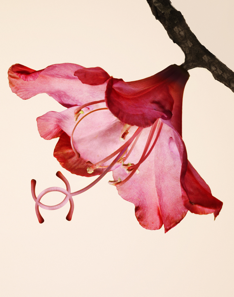 2-flowers_2